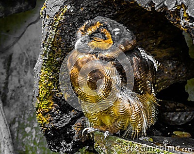 Cute Owl sunny day malaysia Stock Photo