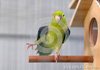Cute Pacific Parrotlet Green Forpus Stock Photo