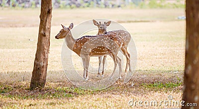 Cute Pair of Deers in the Park Stock Photo