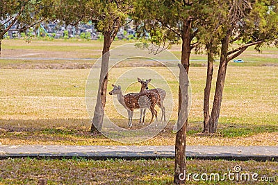 Cute Pair of Deers in the Park Stock Photo