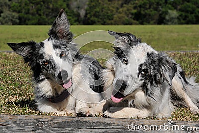 Cute pair of dogs Stock Photo