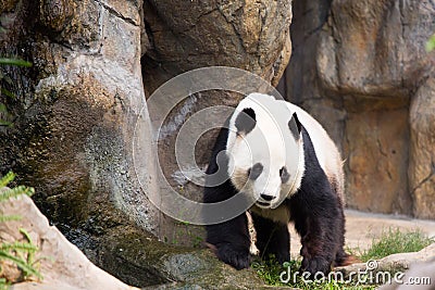 Cute Panda Bear Stock Photo