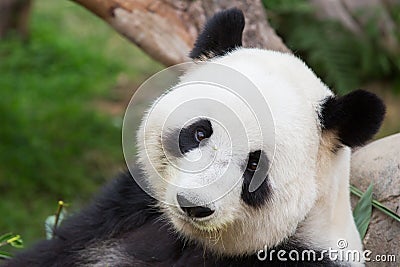 Cute Panda Bear Stock Photo