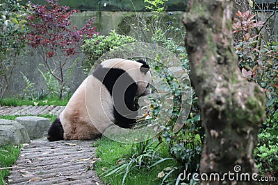 A cute panda is drinking water Stock Photo