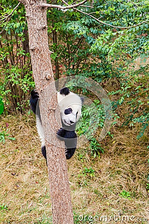 Cute panda kung fu panda Ailuropoda melanoleuca zoo protection animal wildlife Stock Photo