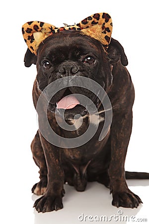 Cute panting boxer wears leopard ears headband for Halloween Stock Photo