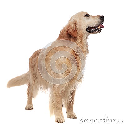 Cute panting labrador standing and looking to side Stock Photo