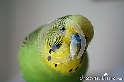 Cute parakeet Close Up Stock Photo High Quality Stock Photo