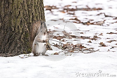 Cute park squirrel sitting on ground covered with snow near tree Stock Photo