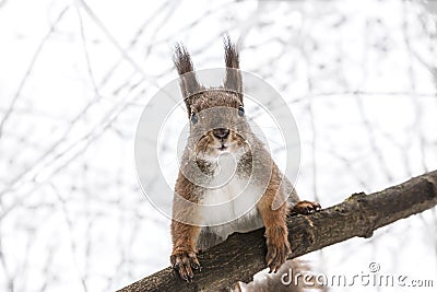 Cute park squirrel sitting on tree branch in winter forest Stock Photo