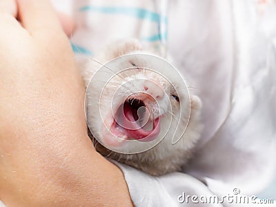 Cute pastel ferret in hands Stock Photo