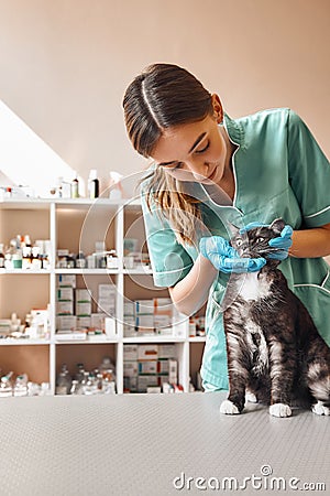 Cute patient. Young female veterinarian in work uniform is checking teeth of black cat sitting on the table at vet Stock Photo