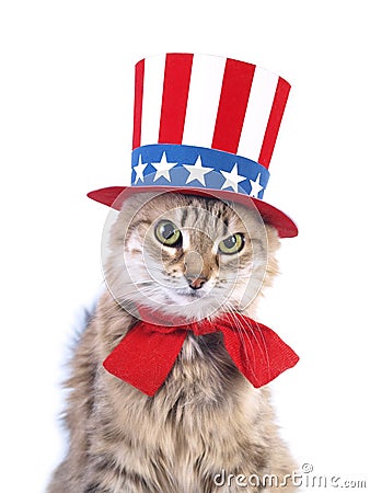 Cute Patriotic Cat Royalty Free Stock Images - Image: 8286989