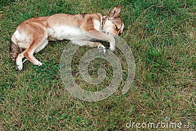 Cute and peaceful dog sleeping in the green grass on a village meadow. Adorable tired animal resting outside during summer day. Stock Photo