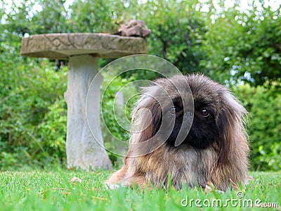 Cute Pekinese dog Stock Photo