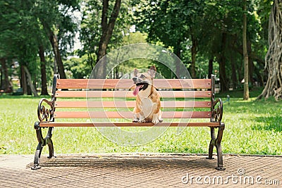 Cute Pembroke Welsh Corgi dog on a bench in the park Stock Photo