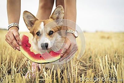 Cute pembroke welsh corgi dog on grass or meadow on summer vacation holidays eating a fresh watermelon from the hands of the owner Stock Photo
