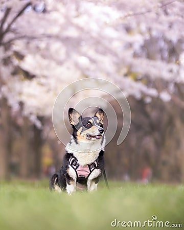 Cute Pembroke Welsh Corgi in a park during Spring surrounded by cherry blossom trees (Japanese sakura) Stock Photo