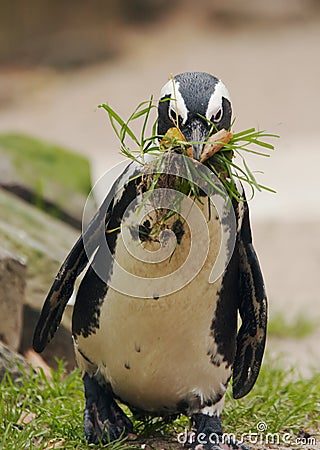 Cute penguin Stock Photo