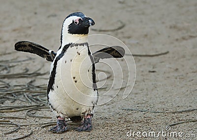 Cute penguin Stock Photo