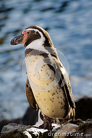 Cute penguin Stock Photo