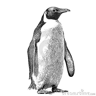 Cute penguin sketch hand drawn in engraving style illustration Vector Illustration