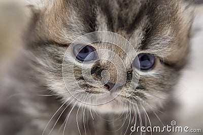 Cute Persian cat kitten on the bed Stock Photo