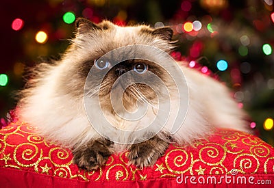Cute persian cat lying on a Christmas cushion with bokeh Stock Photo