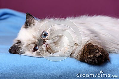 Cute persian tortie colorpoint kitten is lying on a blue bedspread Stock Photo