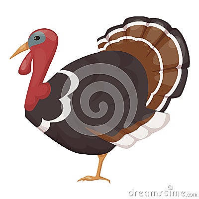 Cute, pet, bird turkey. Chicken bird from the genus turkeys. Vector Illustration