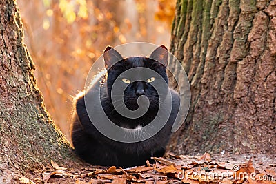 Cute pet cat animal autumn. kitten eyes Stock Photo