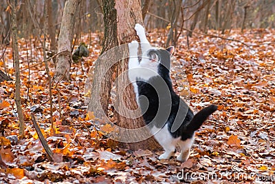 Cute pet cat animal autumn. kitten fur Stock Photo