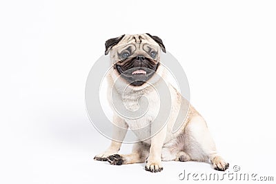 Cute pet dog pug breed sitting and smile with happiness feeling so funny Stock Photo