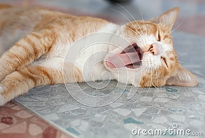 Cute pet kitten yawning Stock Photo