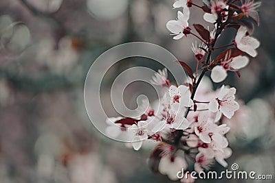 cute photo for booklets and banners about spring theme Stock Photo