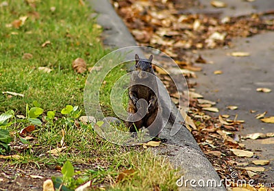 Black Squirrel Standing Up On Its Legs Stock Photo
