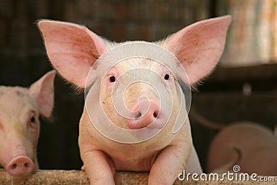 Cute pig Stock Photo