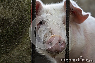 Cute pig with pink snout closeup photo. Clever and curious domestic animal. Piglet on livestock farm Stock Photo