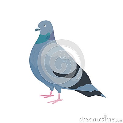 Cute pigeon flat vector illustration. City bird with dark grey plumage. Feathered dove side view. Urban fauna, feathery Vector Illustration