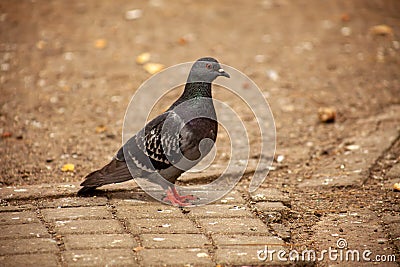 Cute pigeon, friends and city spring 2023 Stock Photo