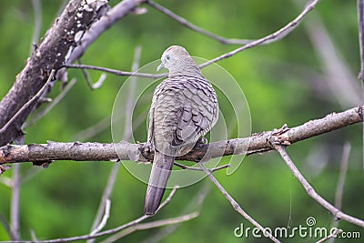 Cute pigeon perched and looking Stock Photo