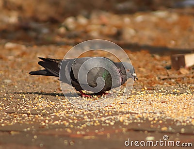 Cute pigeon walking and eating grains Stock Photo