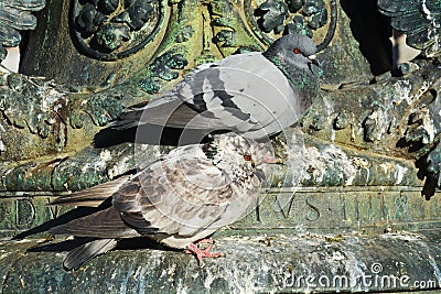 Cute pigeons on Venetian architecture Stock Photo
