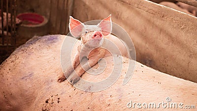 The cute piggy is climbing on the mother pig`s body. And looking at the camera in an organic pig farm Organic Stock Photo