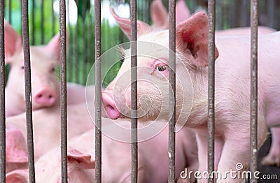 Cute piglet in farm. Sad and healthy small pig. Livestock farming. Meat industry. Animal meat market. African swine fever Stock Photo