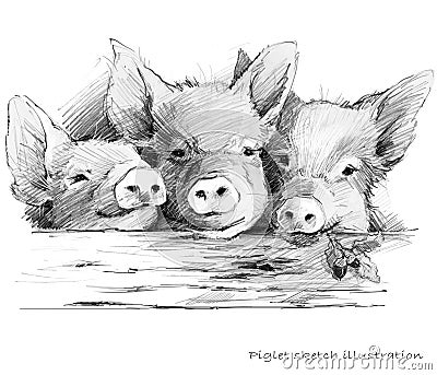 Cute piglet. Pig pencil sketch illustration Cartoon Illustration