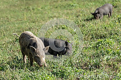 Cute piglets feeding in green grass, eco farming Stock Photo
