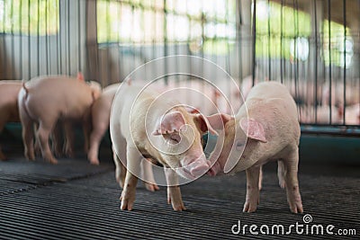 Cute Piglets in the pig farm Stock Photo