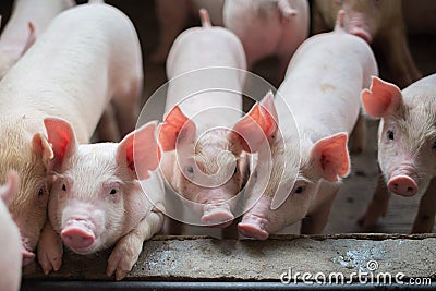 Cute Piglets in the pig farm Stock Photo