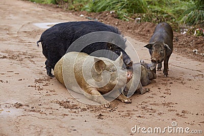 Cute pigs family in natural environment Stock Photo